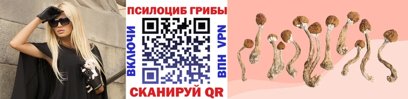 Галлюциногенные грибы Psilocybe  Каневская 